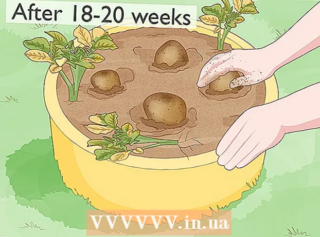 Cultivo de patatas a partir de patatas