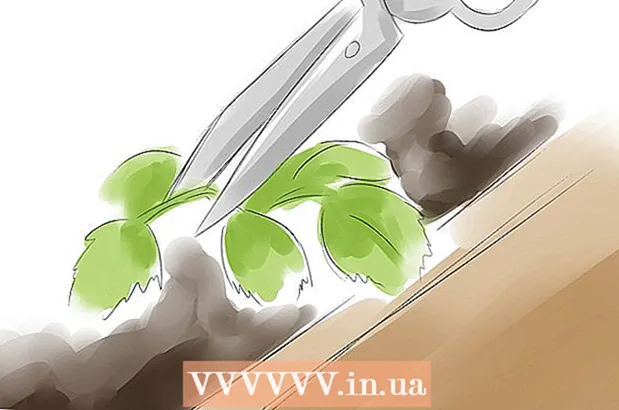 Καλλιέργεια φραουλών σε μια κατσαρόλα