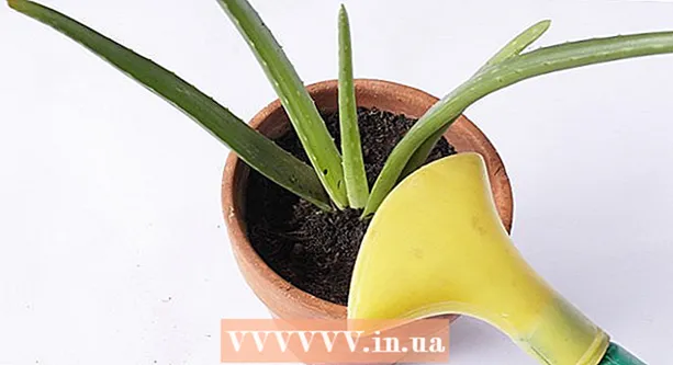 Aloe vera əkmək