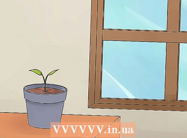 Growing Anthurium plants