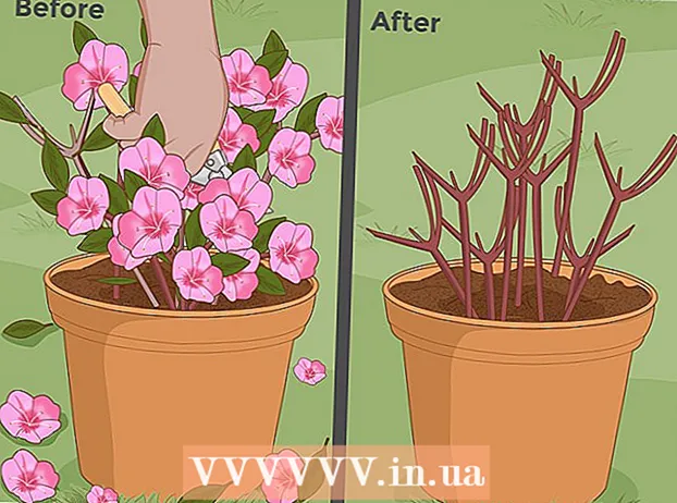Plantering av azaleaer