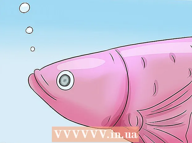 Determine a idade de um peixe Betta