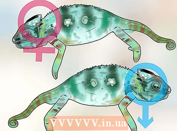 Zisťovanie, či je chameleón mužský alebo ženský