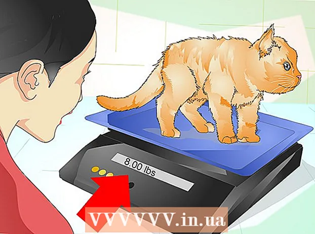 Determinar si su gato tiene sobrepeso