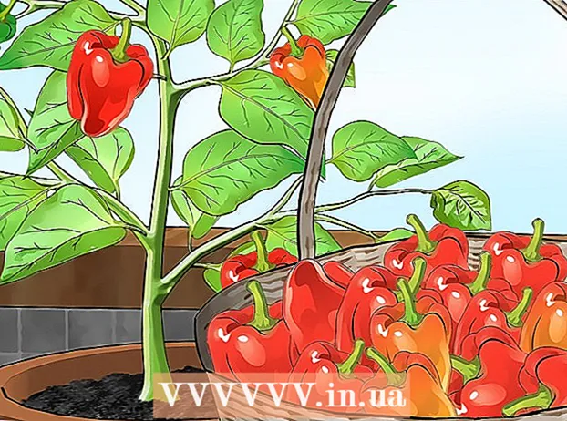 Coltivazione di peperoni al chiuso