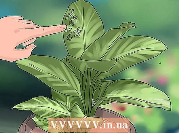 Remova as pontas marrons das folhas de suas plantas domésticas