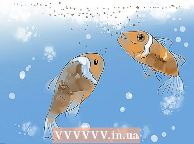 Criação de peixes-palhaço