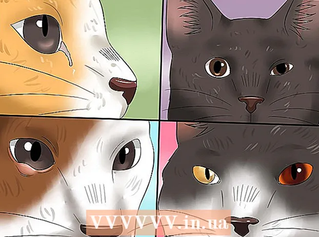 بلیوں میں آشوب چشم کا علاج