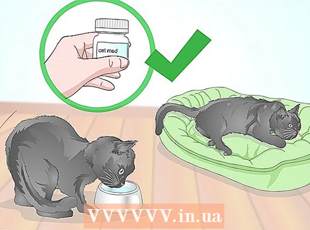 Kontrollerar om en katt har feber