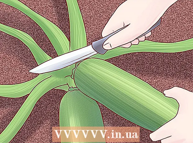 Lumalagong zucchini