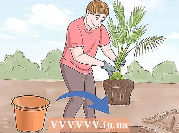 Plantant llavors de dàtils