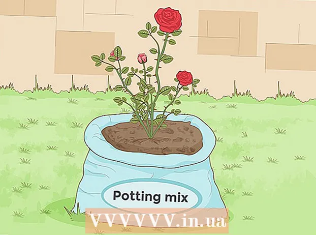 A talaj előkészítése a rózsák számára