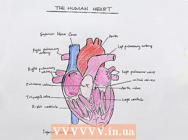 Tegning av den indre strukturen i hjertet