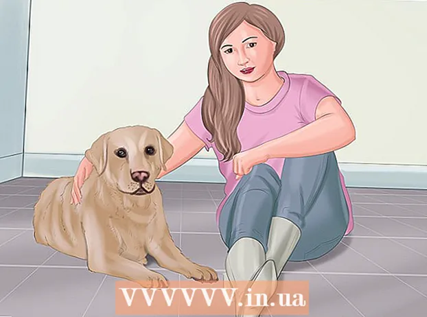 آرایش کت سگ خود را