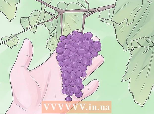 Cultiver des raisins à partir de graines