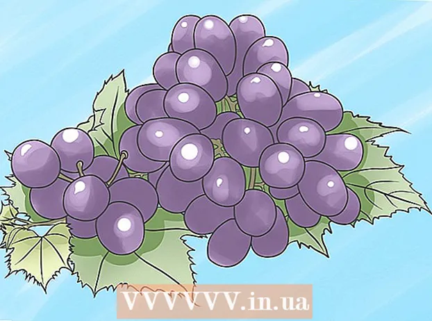 Вирощування виноградних лоз