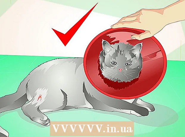 Zdravljenje abscesa pri mački