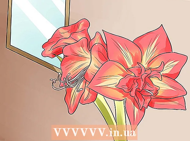 Ponovno cvjetanje amarilisa