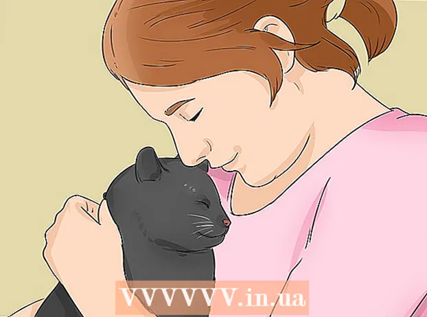 Bombay kedisini tanımlama