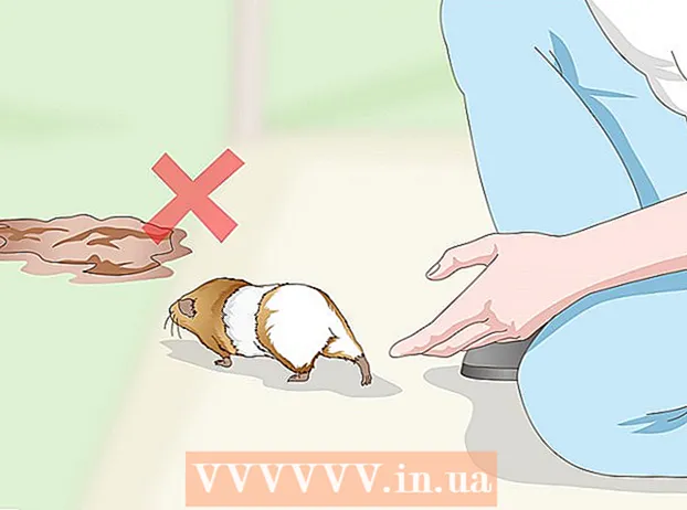 شستن یک خوکچه هندی