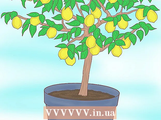 Plantering av citronfrö