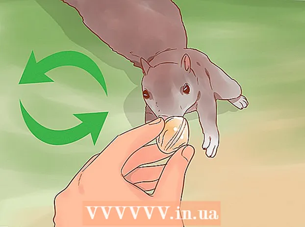 Ręcznie karm wiewiórkę