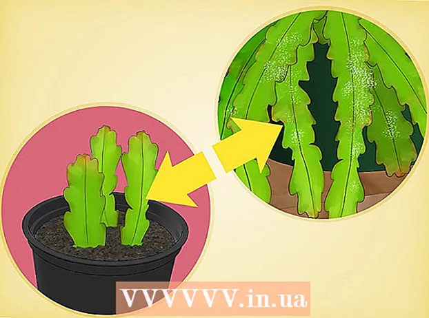 Creixent un cactus epiphyllum