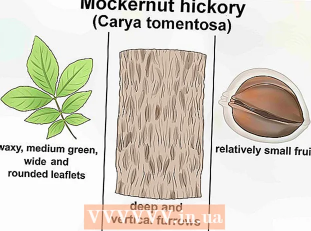 Hickory ağacının müəyyən edilməsi