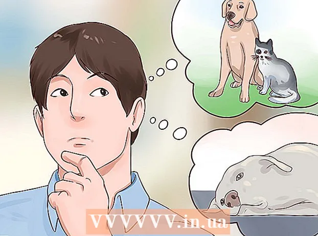 Kontrol af en hund for ringorm