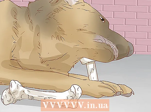 Помагане на кучето да се възстанови от счупен крак
