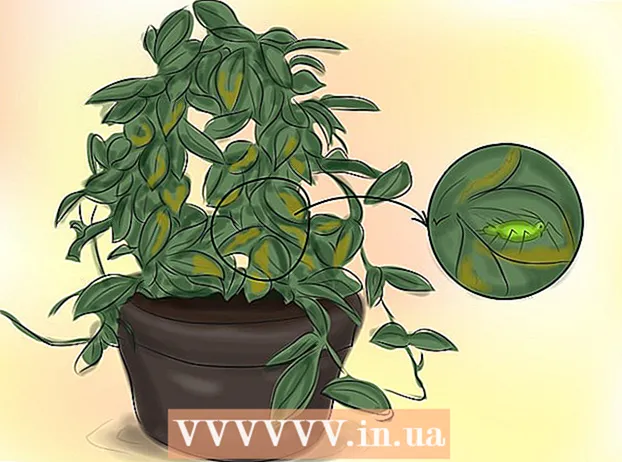 Осъществяване на цъфтеж на растение Hoya