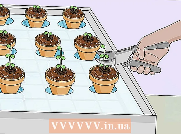 یک باغ هیدروپومیک ایجاد کنید