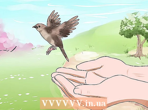 Feeding a young bird