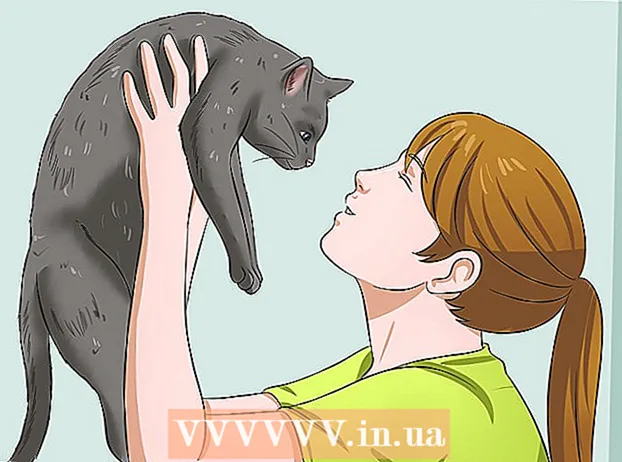 Podávanie liekov mačke