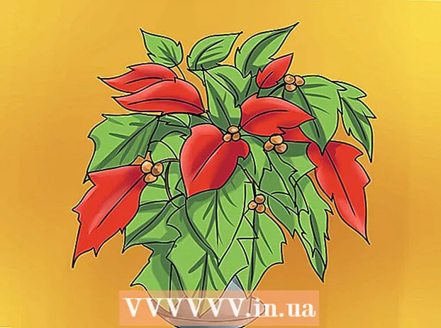 Keeping a poinsettia alive until next Christmas