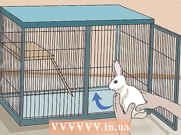Petting a rabbit