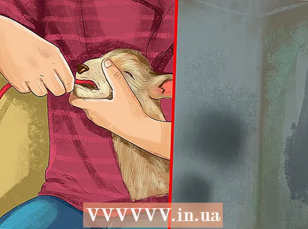 Alimentando um cordeiro na mamadeira