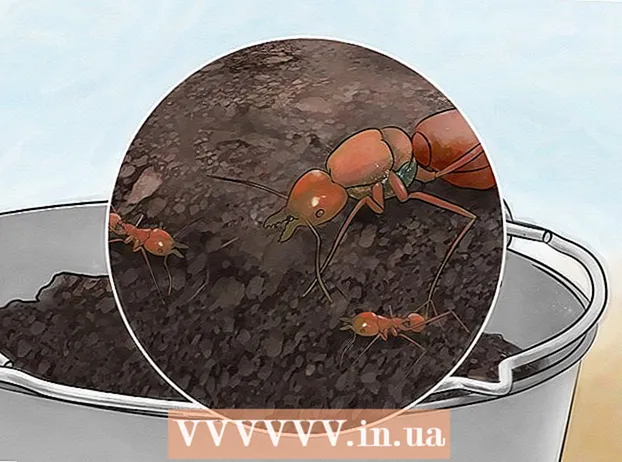 Catching an Ant Queen