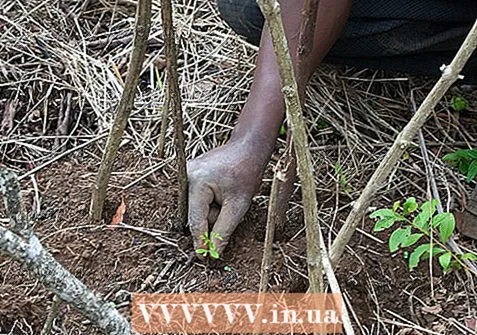 Cultivar un arbre de Moringa