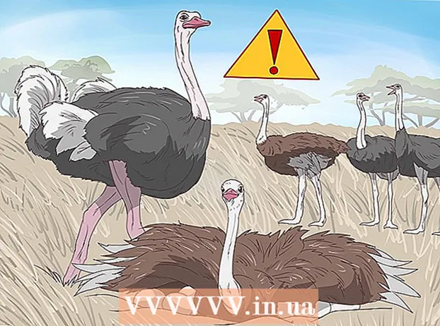 Sobrevivendo a um encontro com um avestruz