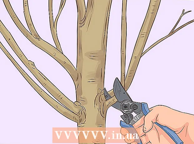 Pruning a pear tree