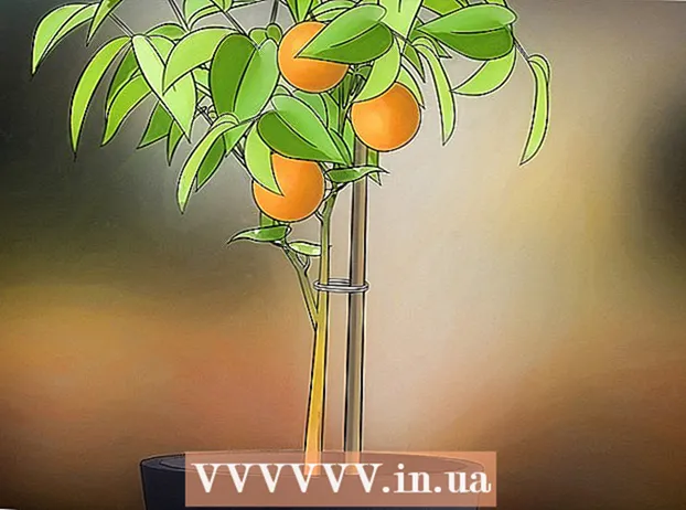 オレンジの木を育てる