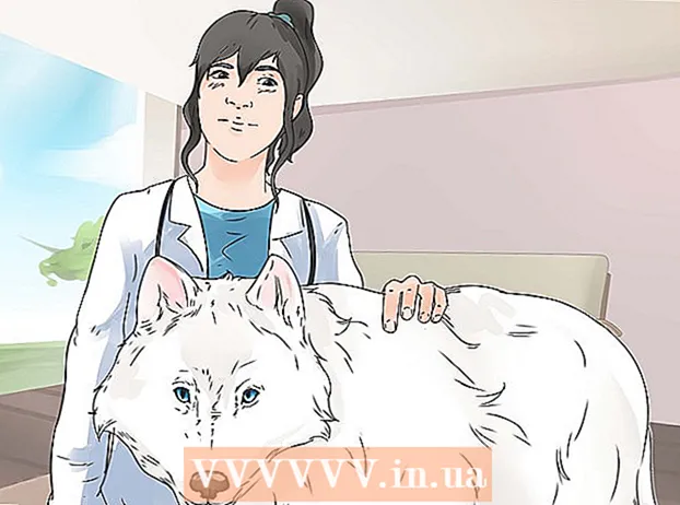 Mantenir un llop com a mascota