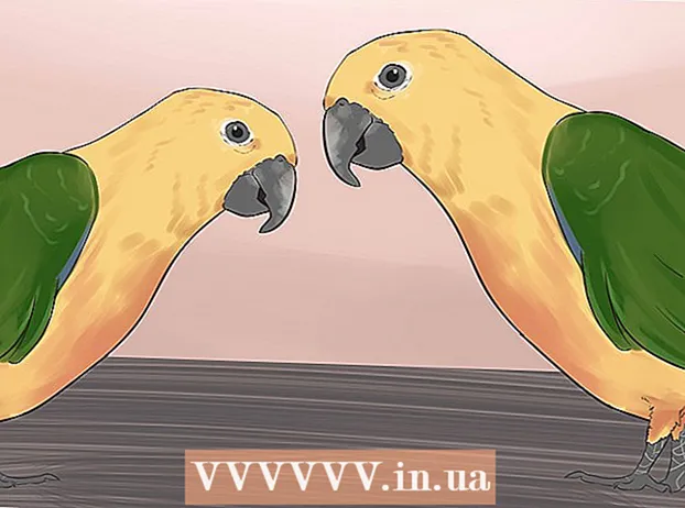 Zabava sunčane papige