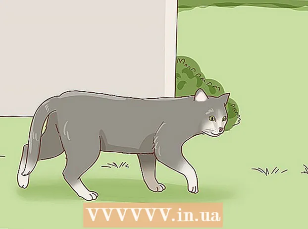 Осиновяване на бездомна котка