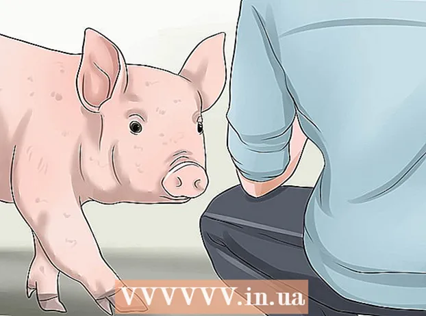 زيادة وزن الخنزير