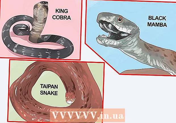Sehen Sie den Unterschied zwischen giftigen und ungiftigen Schlangen