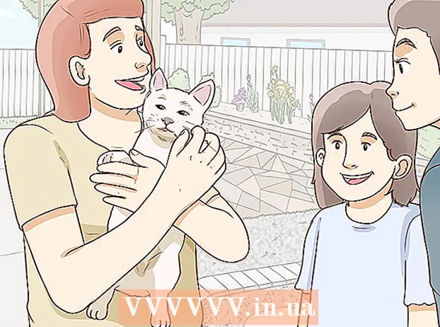 Ganar la confianza de un gato callejero
