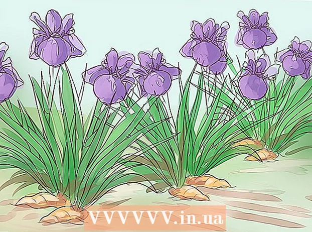 Growing irises