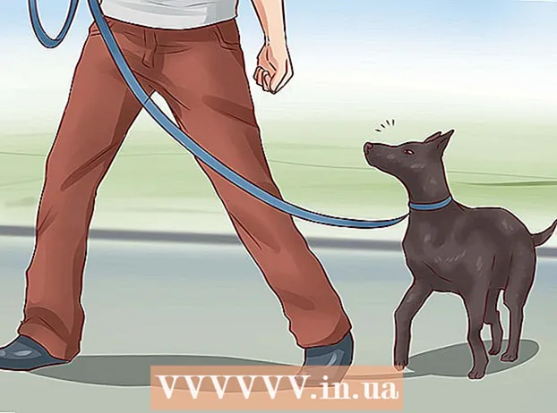 Teach your dog basic commands